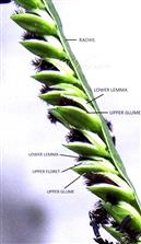  Opened spikelets with Lower lemma on lower side and pubescent Upper glume on upper side